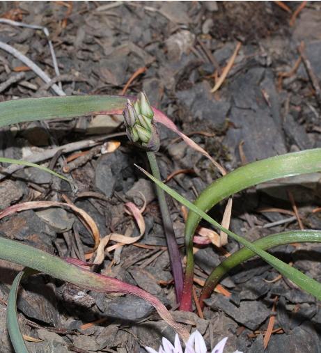 balliumpflobud93crenulatumwikimediacommons