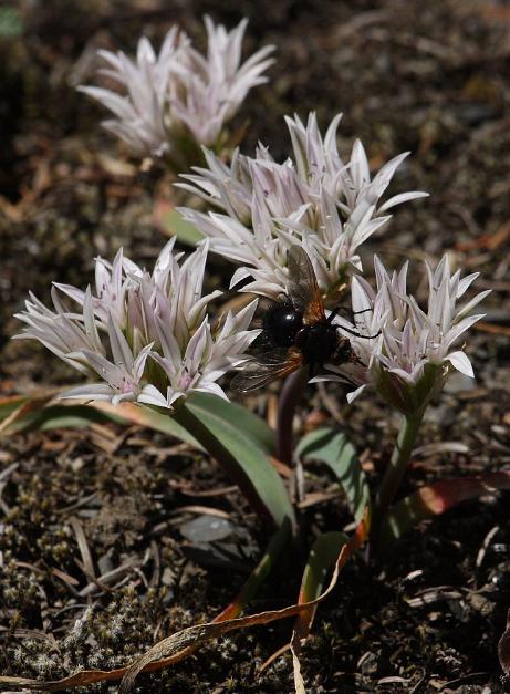 balliumpflos91crenulatumwikimediacommons