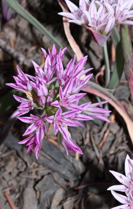 balliumpflos92crenulatumwikimediacommons