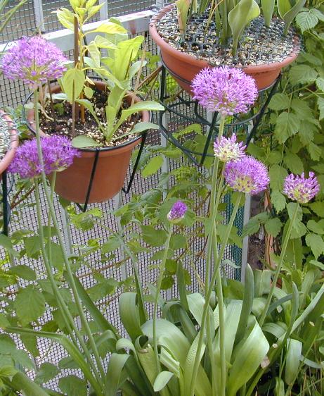 balliumpfor93gladiatorwikimediacommons