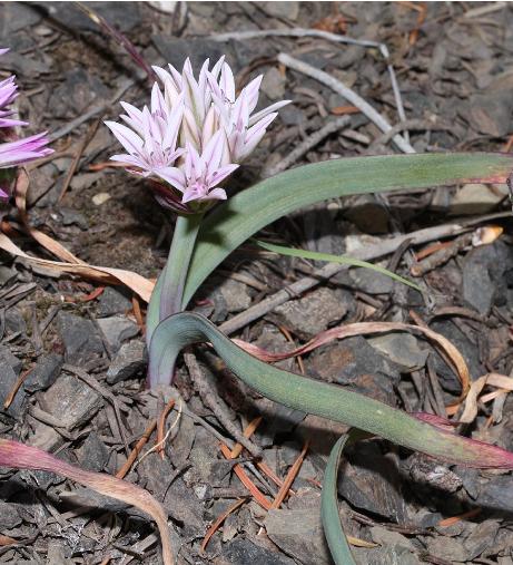 balliumpfor94crenulatumwikimediacommons