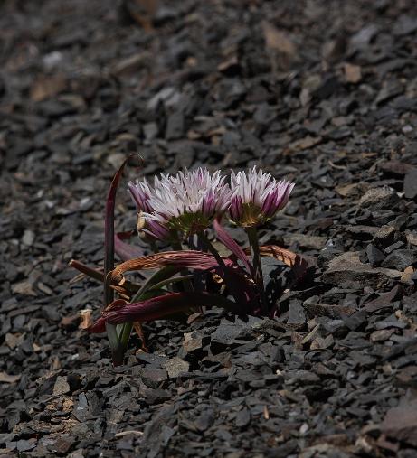 balliumpfor95crenulatumwikimediacommons