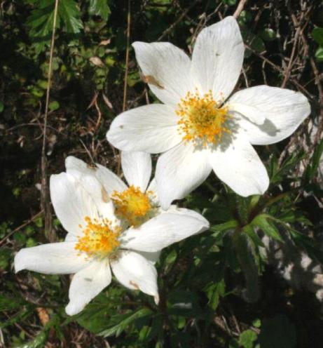 canemonepflos92baldensiswikimediacommons