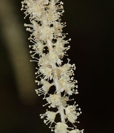 aruncuspflos9dioicuswikimediacommons