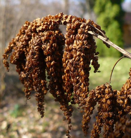 aruncuspfrus9dioicuswikimediacommons