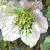 helleborusflot1orientalisfoord