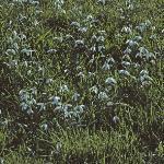 snowdropsinleedschurchyard