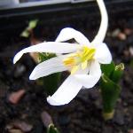 colchicumpfloscrocifoliumrvroger