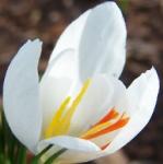 crocuspfloniveusrvroger