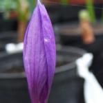 crocuspflonudiflorusrvroger