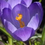 crocuspflotommasinianusgeetee