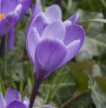 crocuspflovernusgrandmaitregeetee