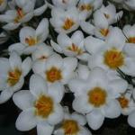 crocuspfloschrysanthusardschenkkevock