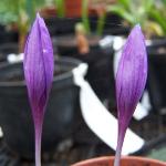 crocuspflosnudiflorusrvroger1
