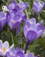 crocuspflosvernusgrandmaitregeetee