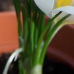crocuspfolniveusrvroger