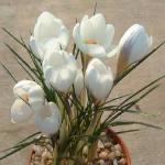 crocuspforchrysanthusardschenkkevock