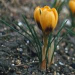 crocuspforchrysanthuseabowlesfoord