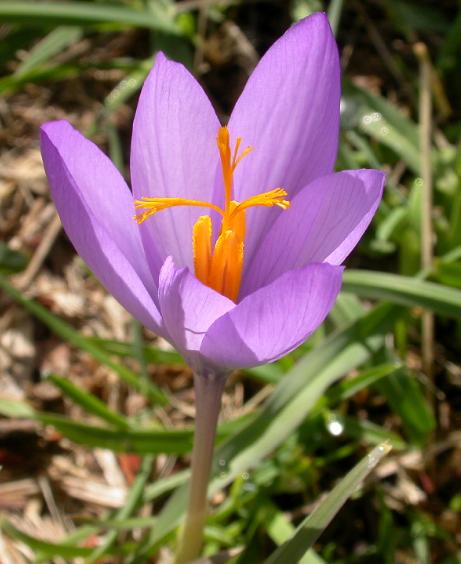 dcrocuspflo92nudifloruswikimediacommons