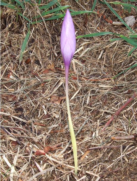dcrocuspflobud91nudifloruswikimediacommons