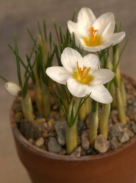 dcrocuspfor9chrysanthusardschenkwikimediacommons
