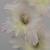 gladioluscflomrchrisncoe1