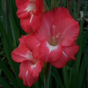 gladiolusffloespressorvroger