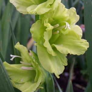 gladiolusffloevergreenrvroger