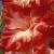 gladioluscfloshowmansdelightnagc1a