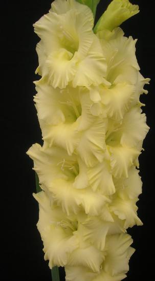 gladiolusfflogoldenmelodyncoe
