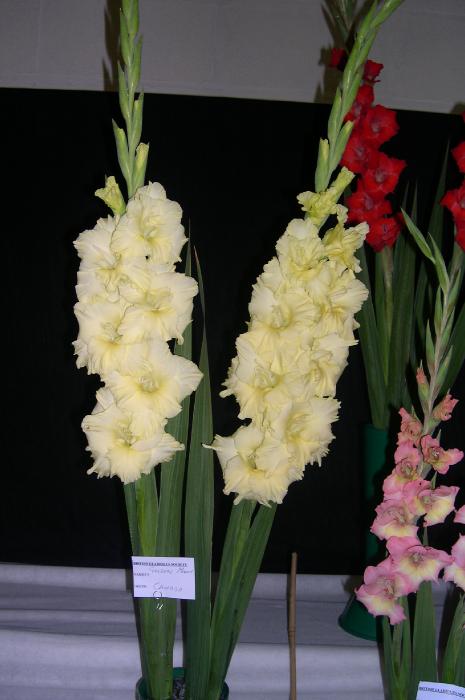 gladiolusfforgoldenmelodyncoe