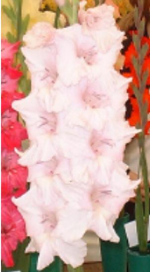 gladiolusfflopinnaclencoe