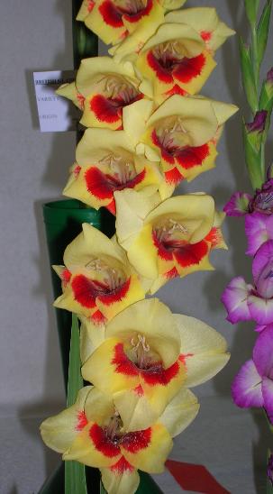 gladiolusfflosylviancoe