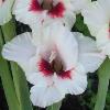 gladiolusffloamelieantanas
