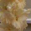 gladiolusffloanandanagc
