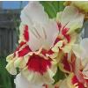 gladiolusffloassolnagc
