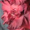 gladiolusfflochocolatekingantanas