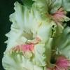 gladiolusfflofalenopsisnagc