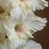 gladiolusfflogaivaantanas