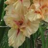 gladiolusffloneringanagc