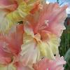 gladiolusfflonezhnostnagc