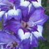 gladiolusfflonochnayamelodiyanagc