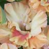 gladiolusffloorangeprincessantanas