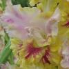 gladiolusffloosennikarnavalnagc