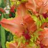 gladiolusfflopeppinagc