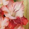 gladiolusffloplastakenagc