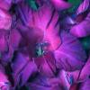 gladiolusfflopurplekingnagc