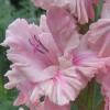 gladiolusfflorozovayafantazianagc