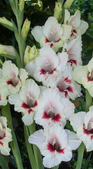gladiolusfflohamelieantanas