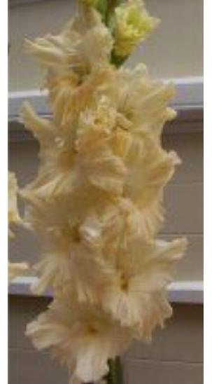 gladiolusfflohanandanagc